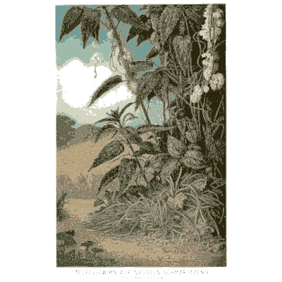 Creepers in a clearing - Pflanzenleben - 1887