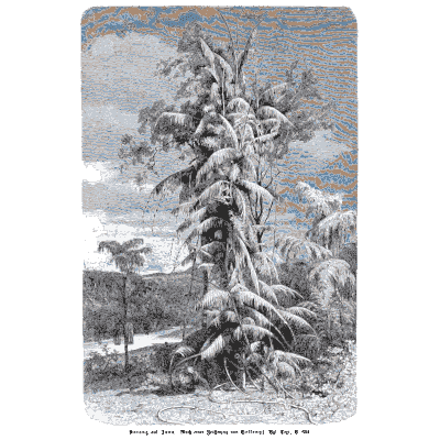 Snow-laden spruce - Pflanzenleben - 1887