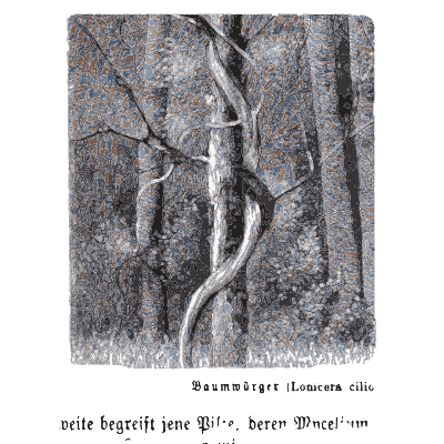 Trunks wrapped in lianas 01 - Pflanzenleben - 1887