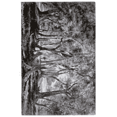 Dense forest trunks - Pflanzenleben - 1887