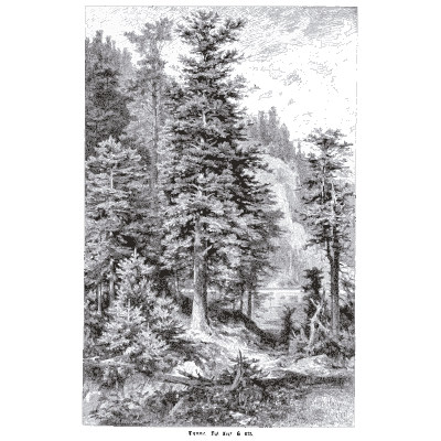 Spruce on a mountain slope - Pflanzenleben - 1887