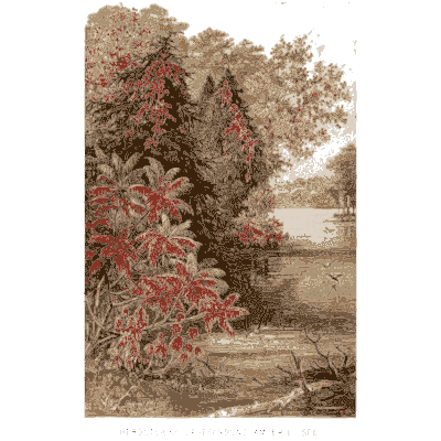 Flowering shrubs at a wood edge - Pflanzenleben - 1887