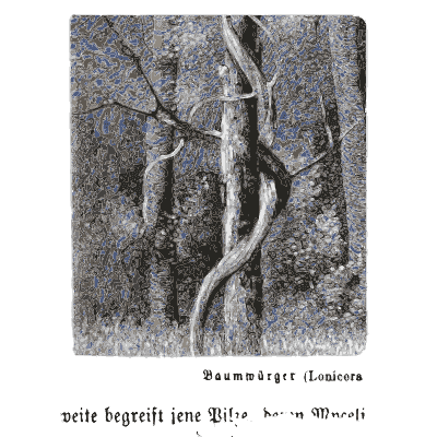 Trunks wrapped in lianas 02 - Pflanzenleben - 1887