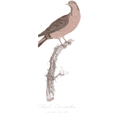 Pink breasted dove - Les Pigeons, Volume 1 - 1838