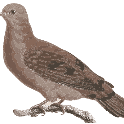 Plump brown spotted pigeon - Les Pigeons, Volume 1 - 1838