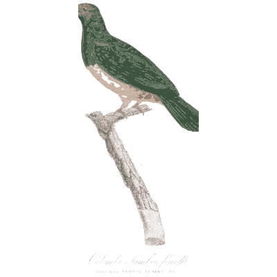 Dark green pigeon - Les Pigeons, Volume 1 - 1838