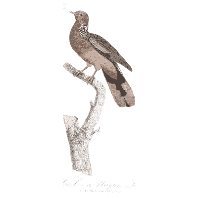Speckled breasted pigeon - Les Pigeons, Volume 1 - 1838