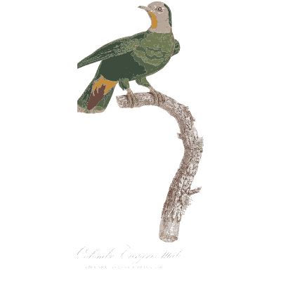 Green pigeon with orange shoulder - Les Pigeons, Volume 1 - 1838