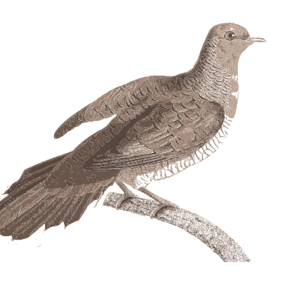Barred brown pigeon - Les Pigeons, Volume 1 - 1838