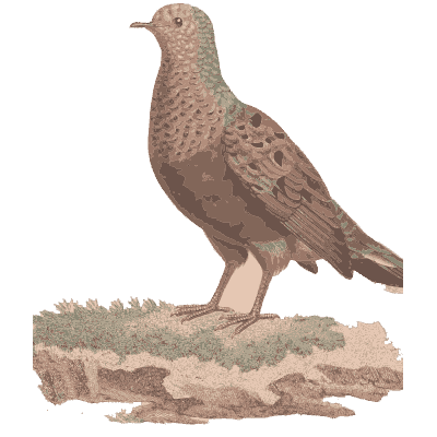 Pigeon on mossy ground - Les Pigeons, Volume 1 - 1838