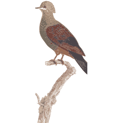Red backed pigeon - Les Pigeons, Volume 1 - 1838