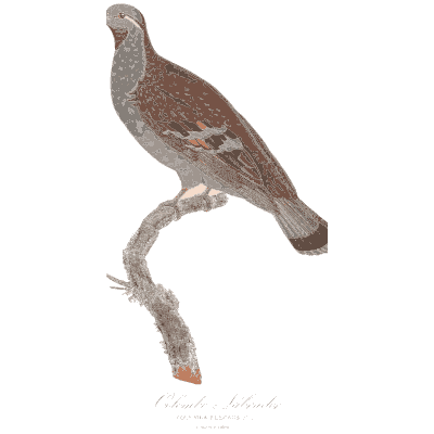 Grey pigeon with white throat - Les Pigeons, Volume 1 - 1838