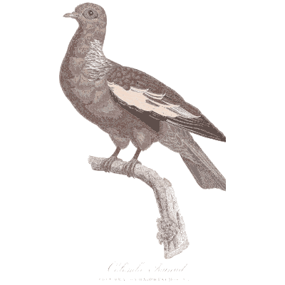 Wood pigeon on a branch - Les Pigeons, Volume 1 - 1838