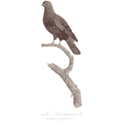 Small speckled dove - Les Pigeons, Volume 1 - 1838