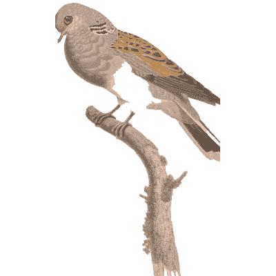 Preening collared dove - Les Pigeons, Volume 1 - 1838