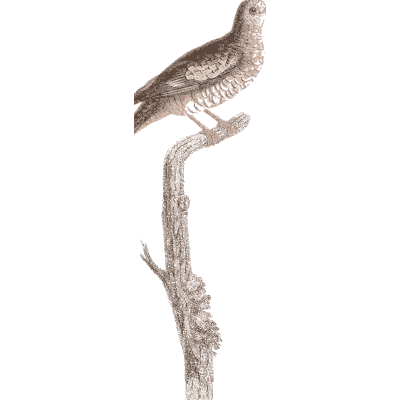 Slender speckled dove - Les Pigeons, Volume 1 - 1838