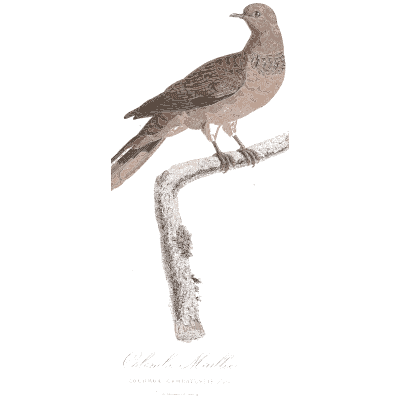 Grey brown pigeon - Les Pigeons, Volume 1 - 1838