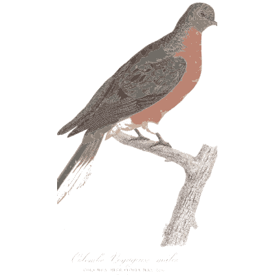 Rose breasted pigeon - Les Pigeons, Volume 1 - 1838