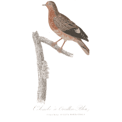 Rosy dove with wing bars - Les Pigeons, Volume 1 - 1838
