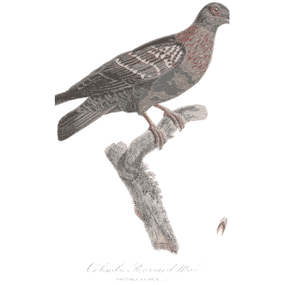 White streaked grey pigeon - Les Pigeons, Volume 1 - 1838