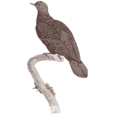 Dark red brown pigeon - Les Pigeons, Volume 1 - 1838
