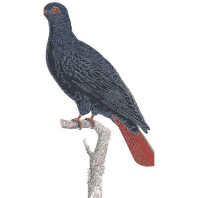 Blue pigeon with red tail - Les Pigeons, Volume 1 - 1838