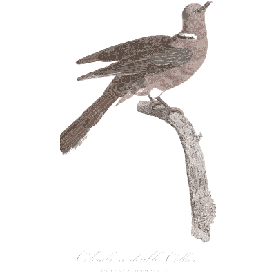 Speckled neck dove - Les Pigeons, Volume 1 - 1838