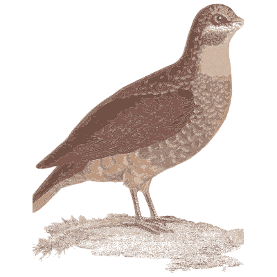Scaled breast ground pigeon - Les Pigeons, Volume 1 - 1838