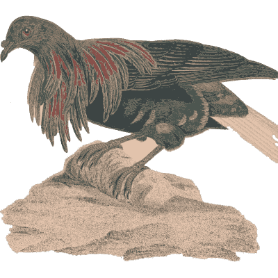 Pigeon with long neck hackles - Les Pigeons, Volume 1 - 1838