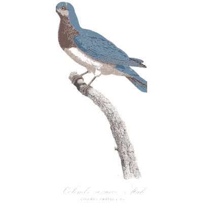 Blue pigeon with white head - Les Pigeons, Volume 1 - 1838