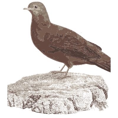 Brown pigeon on a rock - Les Pigeons, Volume 1 - 1838