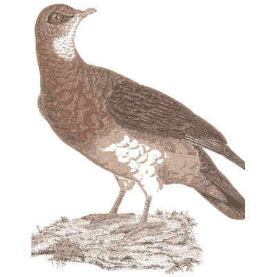 Mottled ground pigeon - Les Pigeons, Volume 1 - 1838