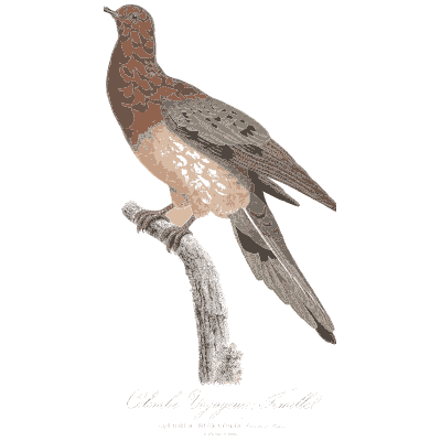 Spot winged pigeon - Les Pigeons, Volume 1 - 1838