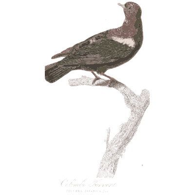 Green backed pigeon - Les Pigeons, Volume 1 - 1838