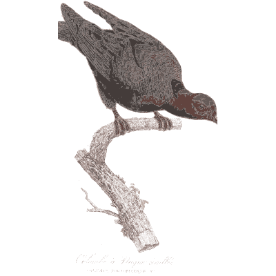 Dark pigeon leaning down - Les Pigeons, Volume 1 - 1838