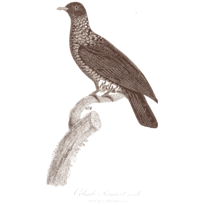 White speckled pigeon - Les Pigeons, Volume 1 - 1838