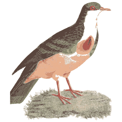 Bleeding heart dove - Les Pigeons, Volume 1 - 1838