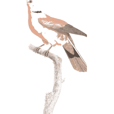 Pale pink dove - Les Pigeons, Volume 1 - 1838