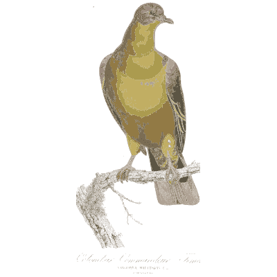 Yellow fruit pigeon - Les Pigeons, Volume 1 - 1838