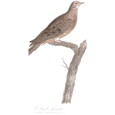 Grey pink dove - Les Pigeons, Volume 1 - 1838