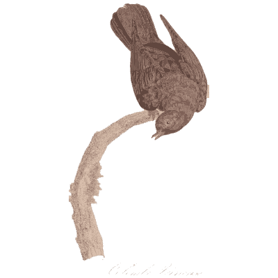 Brown pigeon bending down - Les Pigeons, Volume 1 - 1838