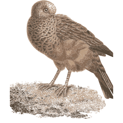 Speckled pigeon on the ground - Les Pigeons, Volume 1 - 1838