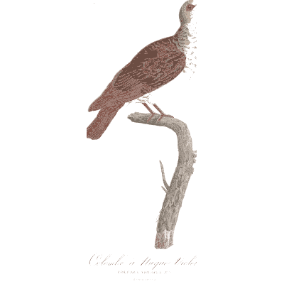 Red brown speckled pigeon - Les Pigeons, Volume 1 - 1838