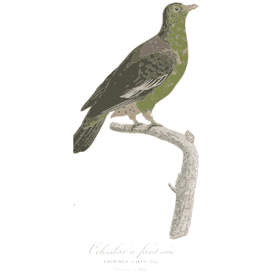Green pigeon with white wing bar - Les Pigeons, Volume 1 - 1838