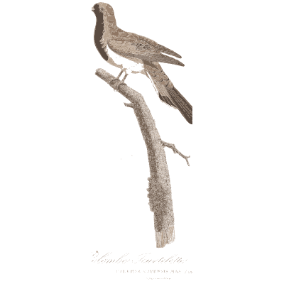 Sandy dove with dark throat - Les Pigeons, Volume 1 - 1838