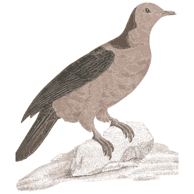 Green winged pigeon on a rock - Les Pigeons, Volume 1 - 1838