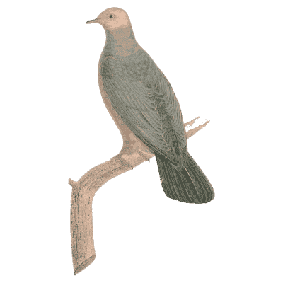 Dark green pigeon - Les Pigeons, Volume 2 - 1843