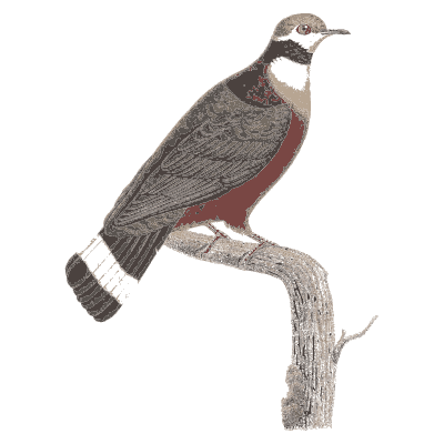 Maroon-breasted banded pigeon - Les Pigeons, Volume 2 - 1843