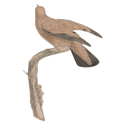 Long-tailed buff dove - Les Pigeons, Volume 2 - 1843