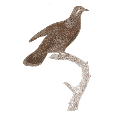Speckled brown pigeon - Les Pigeons, Volume 2 - 1843